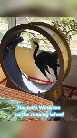 The cat’s Waterloo on the running wheel.#cat #kitten #funnycat #cutecat 