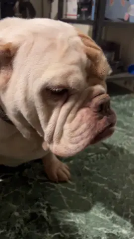 #bulldogingles #bulldog #perritostiktokers #soygordo #foryou 