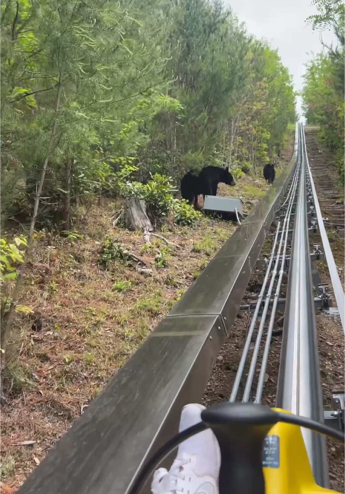 That moment you have a close encounter with BEARS! 😩 PS..I had no control of how slow it was going. I was not able to speed it up! #gatlinburg #bears #anakeesta #2025 #fypシ 