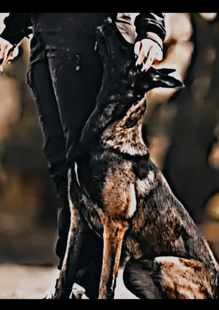 Pastor Belga 🔥😍#edits #contenido #pastorbelgamalinois #foruyou #fyp #dog #pastor #belga #fyppppppppppppppppppppppp #fyppppppppppppppppppppppp 