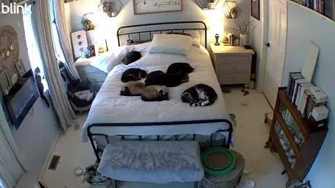we had to go out of town for one night I had to check in ♥️ #thefeistyfelinesanctuary #rescuecatsoftiktok #hibabies #whodat 