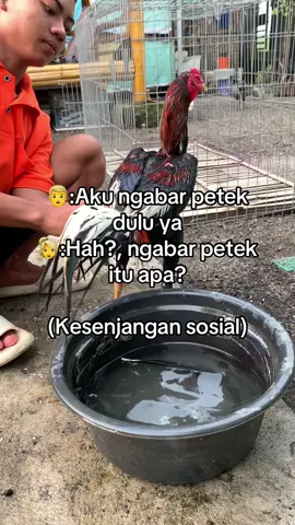 #ayambangkoksuper #peternakmuda #hobby 