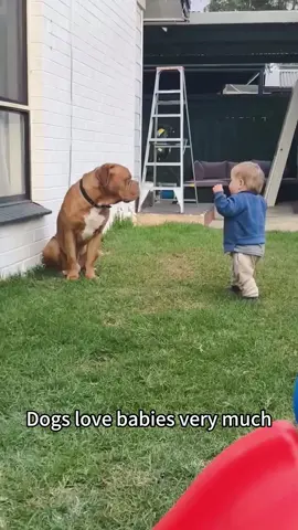 Story about the love between dogs and babies ❤️#dog #baby #Love #bestfriend #bestfriend #pets #cute #lovestory #dogsoftiktok #foryou #usa🇺🇸