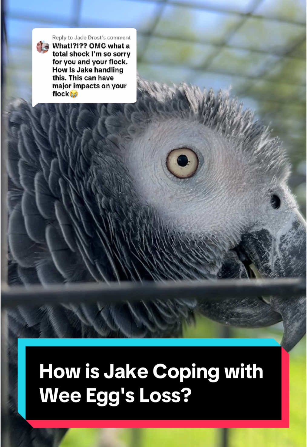 Replying to @Jade Drost Jake, the 28 year old African grey parrot, is grieving the loss of his friend, Wee Egg. She suffered an unexpected aneurysm last week. Her loss has left a huge hole in our lives 💔 #petloss #petbirds #petgrief 