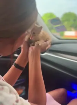 Kitten hisses #cat #funnycat #cats #funnyvideos #fyp 