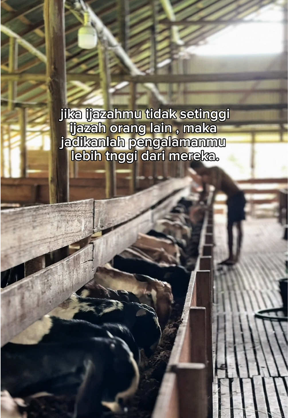 gapailah mimpimu setinggi harapan ibu kepada anak nya 🙃 #peternakmuda #peternak #kambing #fypage #kalimantanbarat #pontianak #bismilahfyp 