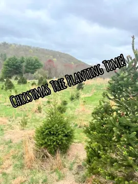 Christmas tree planting season has arrived! A short snippet of a day of planting fun. 241 days till Christmas, we can’t wait to see you then! #trees #christmascountdown #treeplanting #farmlife #christmastreefarm music is Walk by @iksonmusic