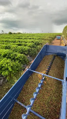 #colheitadeira❤️🌱 #cafe #coffee #cafe #amazon @Leonardoagroolanda 