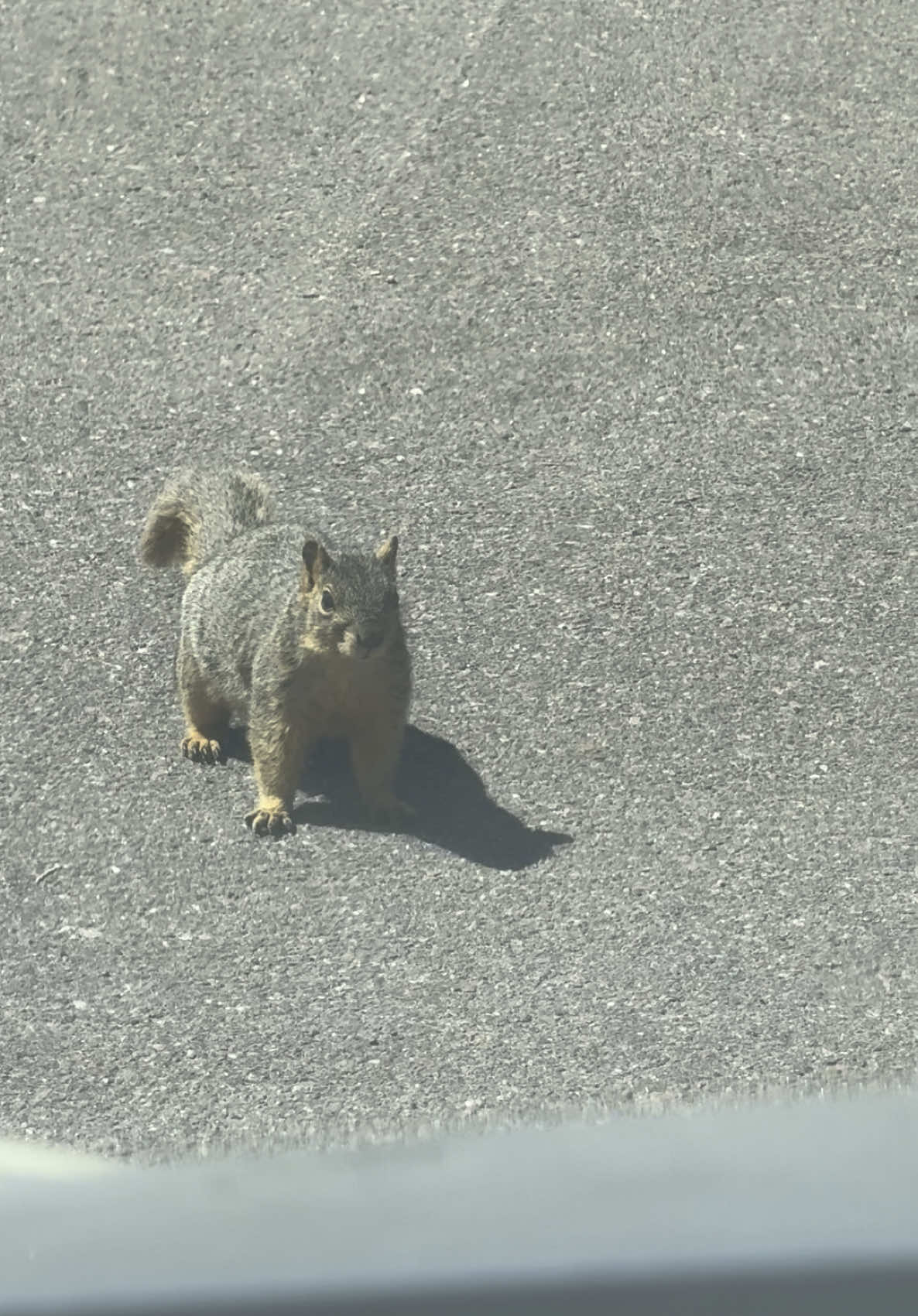 When you see this chubby ass squirrel  at your daughter’s school . He was grabbing on all the trash. Clearly he made it through winter #squirrelsoftiktok 