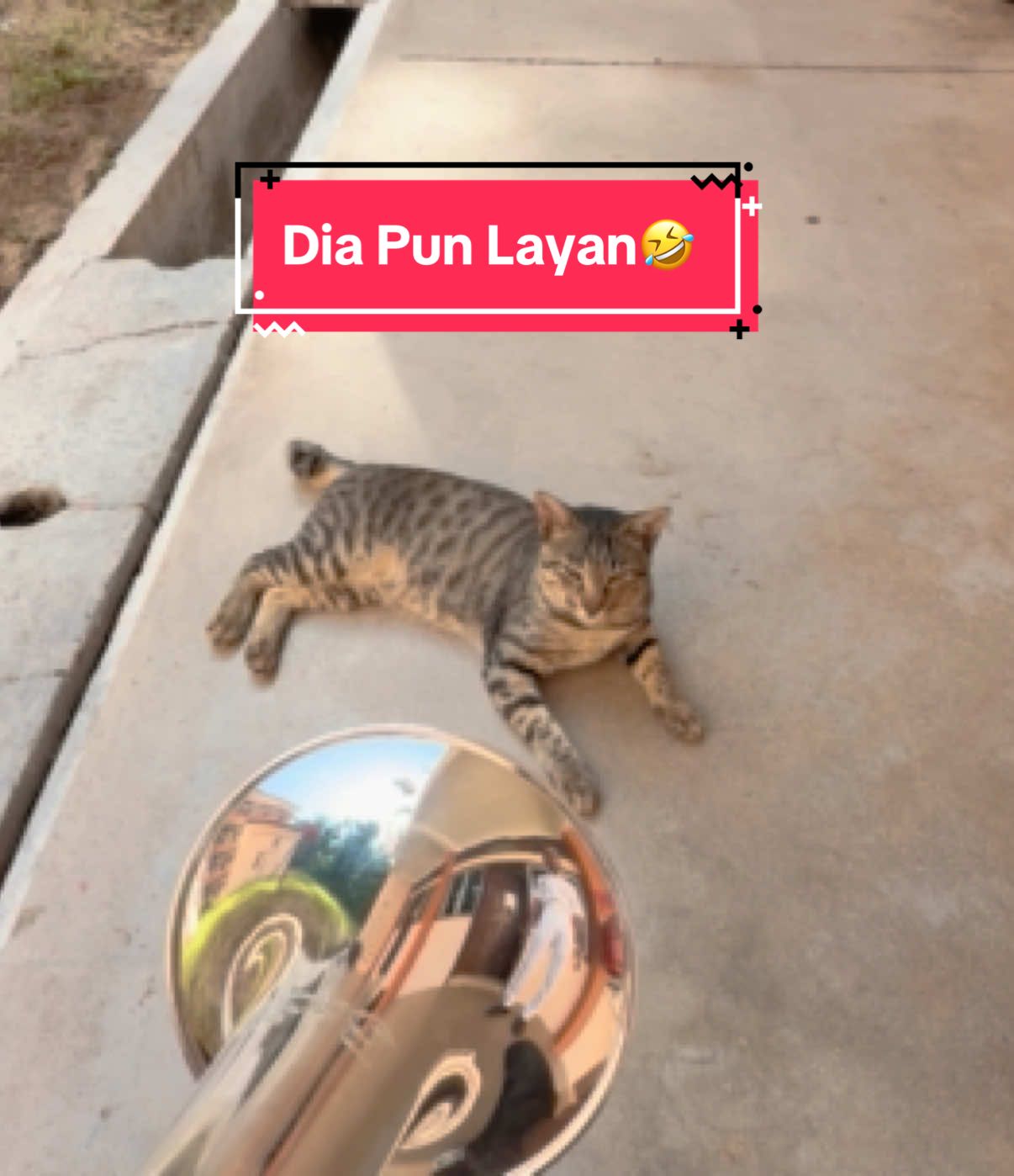 ❤️ Thank you sudi mendengar encik kucing🤭 #fyp #fy #trumpet #brassband #katyperry #cat #tldm 