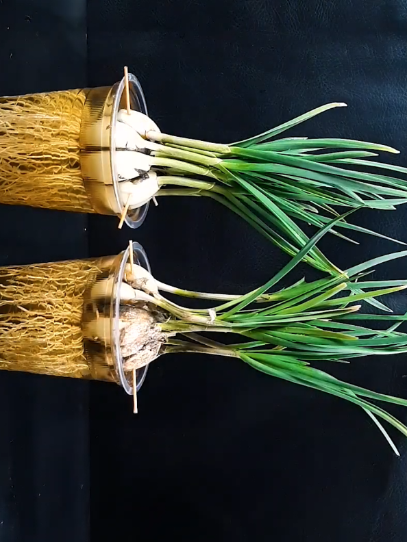 How to Grow Garlic Plant at Home🧄💯 #gardeningtips #propagation #water #plant #gardeninghacks #planting #garlicplanting #plantslife 