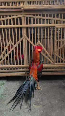 🦚😇#ayamekorlidi #ayamhiasan #ekorpanjang #wiringkuning #ayamhiasekorlidiindonesia #ayambangkok #ayamekorlidisuper #ayam #ayambangkokekorlidi #ayambangkokselatan #ayambankoksuper #ayambangkokindinesia #ekorlidimadura #ayamimport #ayambangkokindonisia #ayambangkokjawatimur #ekorlidimadurasuperjozzz #ayambangkokklasic #ayambangkoksuper 