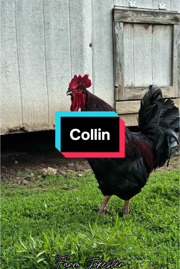 Collin the Great, Heralded by Feather and Fury! Collin!, Ooooh Collin!, Cooollliiinnn! #collin #col #c #backyardchickens #farmanimals #chickens #ducks #turkeys #geese #nameyellingchicken #namescreamingchicken #illinois #farmjokester #michaelsalerno 