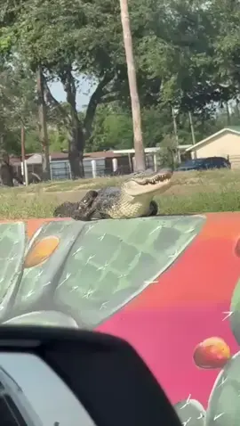 🚨 Public Safety Alert 🚨 An alligator has been spotted near the canal at 2nd Street and Pecan Blvd. Please use extreme caution in the area. 👉 Do NOT approach or attempt to capture the animal. 👉 Report sightings immediately to McAllen Animal Care at (956) 681-1919. Stay safe, McAllen! #McAllenSafety 