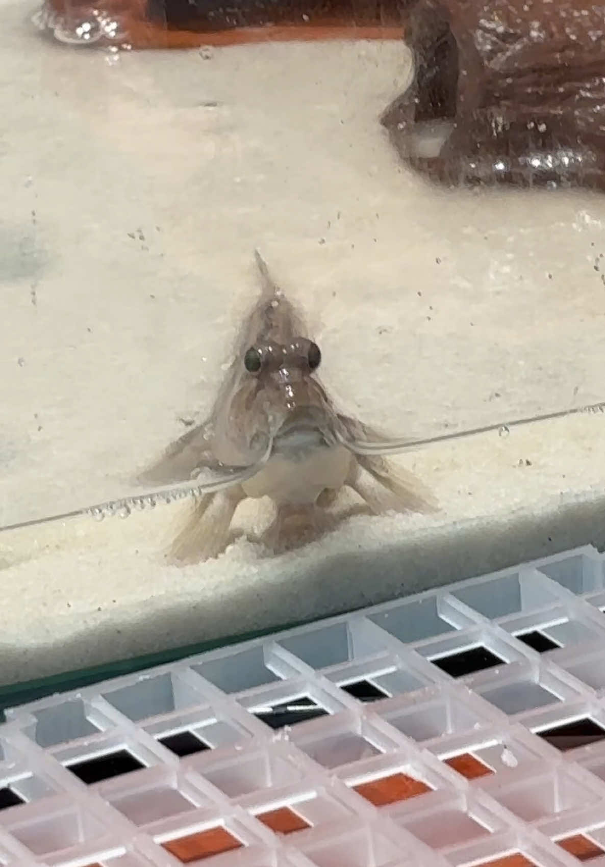 🤓#mudskipper 