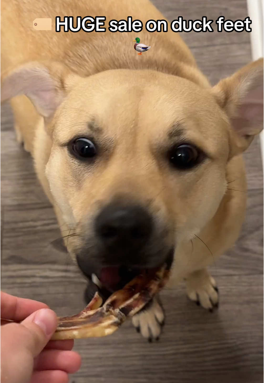 Huge sale on King Lou happening now!  #duckfeet #dogtreats #kinglou 