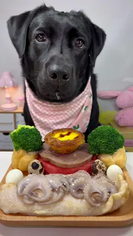 #labrador #cute #dog #pet #feed 