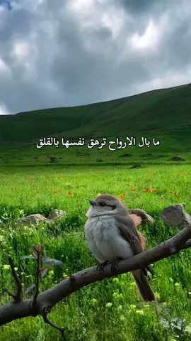 #والنعم_بالله #سبحانه_وتعالى  #❤❤ #سبحان_الله_وبحمده_سبحان_الله_العظيم #اللهم_صلي_على_نبينا_محمد #🕊️🕊️🕊️ #🌿🌿🌿 #🌻🌻🌻 