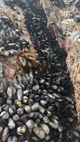 mussels