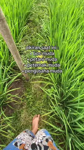 sama ga si pikiran kita#setiafarm #fyp #peternakmuda #peternaksapiindonesia #sobatngaret 