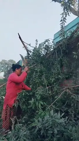 #आमा😘🥀❤️🌍 😘🥀❤️#@Sarswati Shrestha 