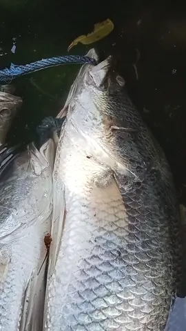 Mancing Barramundi Spot Muara Keputih Surabaya Dapat 3 ekor Babon Semua.. #barramundi #baramundimonster #barramundifishing #kakapputih #spotmuara #spotmuarakeputih  #spotmuaramagrove #spotkakapputih #mancingmaniasurabaya  #mancingmboisjtv #facesbyfishing  #fyp #foryoupage #foryou #kakapputihmoster 