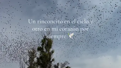 #rinconcitoenelcielo #🕊️ #💙 #cielo #paisajesnaturales #nubes #☁️ #✨ #unrinconcitoenelcielo 