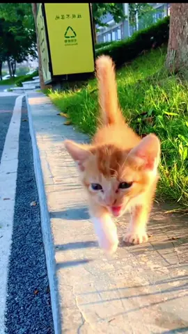 kitten meowing.#catlover #funnypost #funnycat #funnyvideos #funnytiktok 