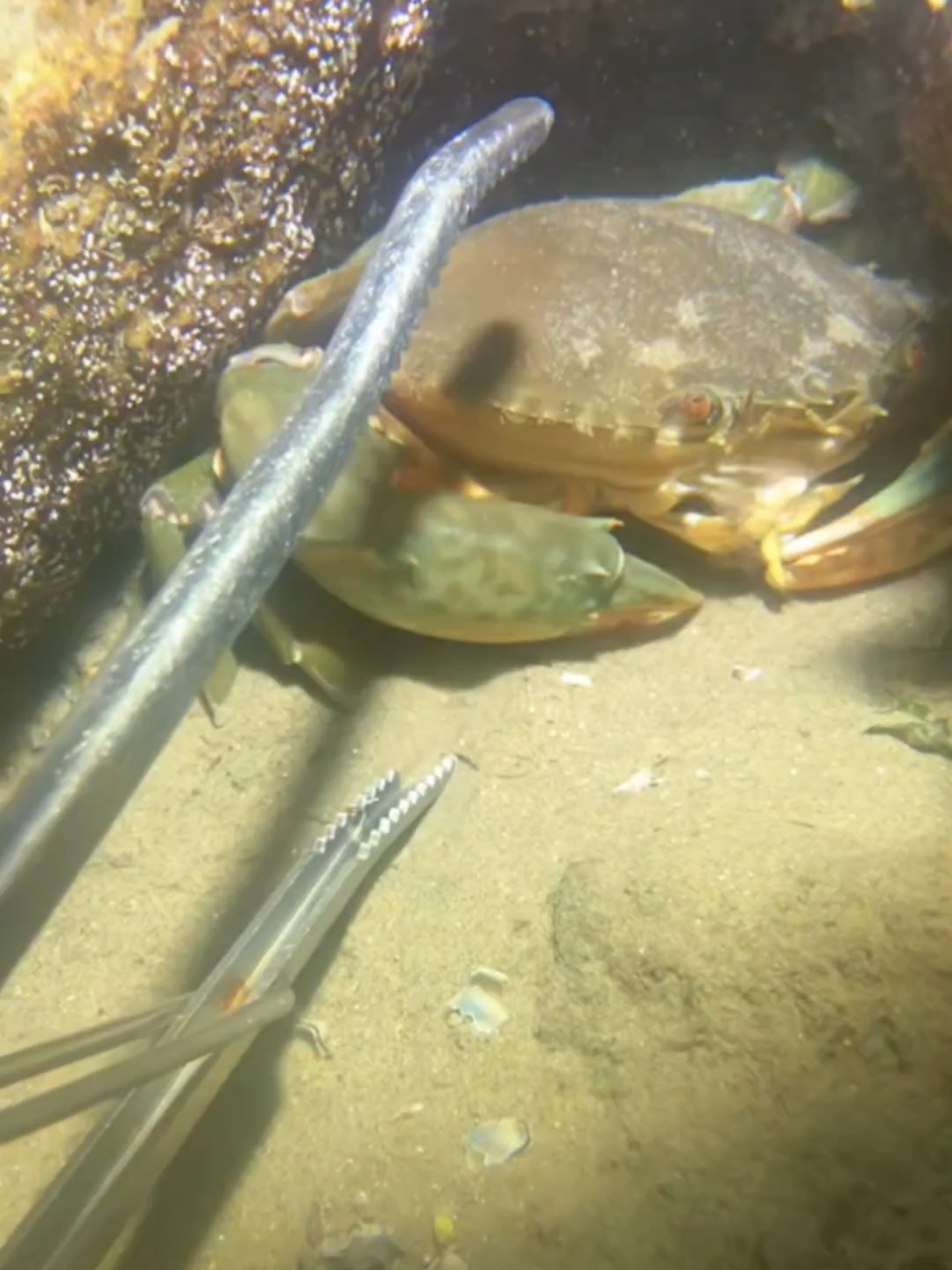 #diving #crab #catchthesea #seaside #seafood #fish #eel #lobster #seangsolofishing