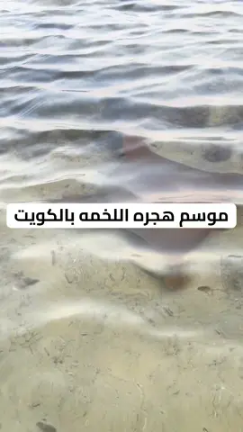 موسم  هجره اللخمه بالكويت، ديرو بالكم و حرصو على عيالكم ما يقربون يمها و اذا لا سمح الله حاشت احد فيكم و سببت جرح غسلوه بماي حار و روحو اقرب طبيب#الكويت #بحر #شاليه #شاليهات 