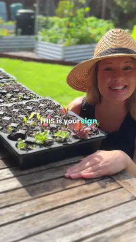 Want fresh salad? Grow your own lettuce 💚  #inmypatch #garden #startavegetablegarden #howtogrowavegetablegarden #tiktokaustralia #lettuce 