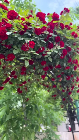 يوم الاحد 27/4/2025   إن احسنتم احسنو لأنفسكم 🌹🌹🌹🌹