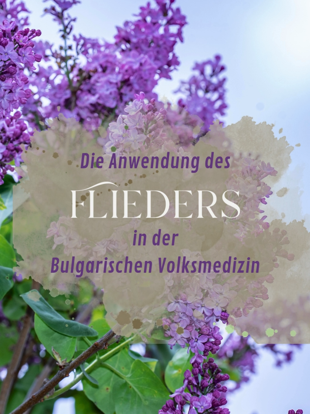 Die Anwendung des FLIEDERS 🪻 in der bulgarischen Volksmedizin Bei Schüttelfrost wurden die Blätter des Flieders nach folgendem Rezept zubereitet: 2 bis 3 g grüne, zerstoßene Blätter wurden in 300 g Rotwein oder Wasser gekocht, gezuckert und morgens täglich einmal getrunken (bis zu 15 Tage lang) ❗ACHTUNG: Der Flieder ist leicht giftig. Insbesondere Blätter, Rinde und Zweige enthalten das Glykosid Syringin, das bei größeren Mengen zu Magenkrämpfen und Durchfall führen kann. Äußerlich wurde der oben beschriebene Tee zur Reinigung, für Waschungen und Umschläge von eitrigen Wunden benutzt. #phinaturakademie #naturakademie #naturapotheke #phytotherapie #naturheilkunde #pflanzenheilkunde #ganzheitlichegesundheit #kräuterkunde #heilkräuter 