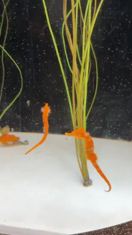 i love this cute little seahorse 