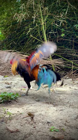 Tre bao ship tất cả các tỉnh ✅ #gatre #yêuđộngvật #thinhhanh #travinh #gàchoivietnam🇻🇳 