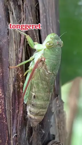 namanya tonggeret. kadang sebagian orang menyebut nya garengpung. serangga kecil dengan suara khas yang sering kita jumpai di hutan-hutan. suara yang khas namun tidak semua tau bentuknya ternyata hanya berkisar 8 cm.  ada yang baru tau? atau sudah sering melihatnya.  #sewatendagresik #infopendaki #gunung #pendaki #pendakigunung 