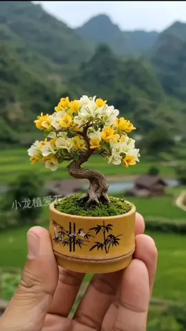 giấy bonsai mini#caydepthiennhien #hoagiaymini #phoihoagiaymy #hoagiaythiennhien #hoagiaydep 