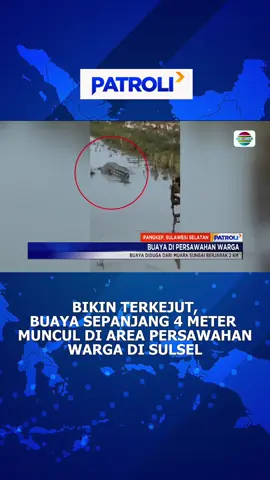 Sumpah deh besar banget itu buaya, tetap waspada ya🙌 #patroliindosiar #patroli #newsindosiar #fypシ #fypdong #fypage #viral #trending #beritatiktok #fyp #berita #beritahariini #beritaviral