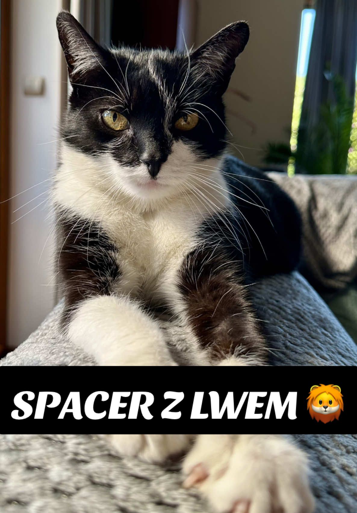 Spacer z lwem 🦁  #kotynatiktoku #kot #kitka #spacer #lew #humor 