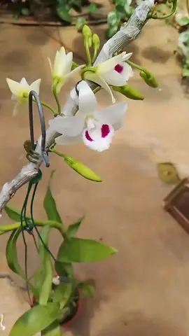 đẹp mê mẩn phải ko ạ, thơm nữa nha . hoa lan 5 cánh trắng  #hoalanđẹp #yeuhoalan #hoalannhuquynh #5ct ndbd
