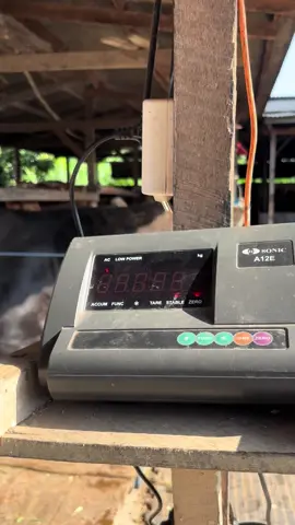 almhamdulilah tetap bersukur#fyp #blantiksapi #lewtberanda #blantiksapi #juraganmuda #peternaksapi #fyp #trend #foryupege #4u #