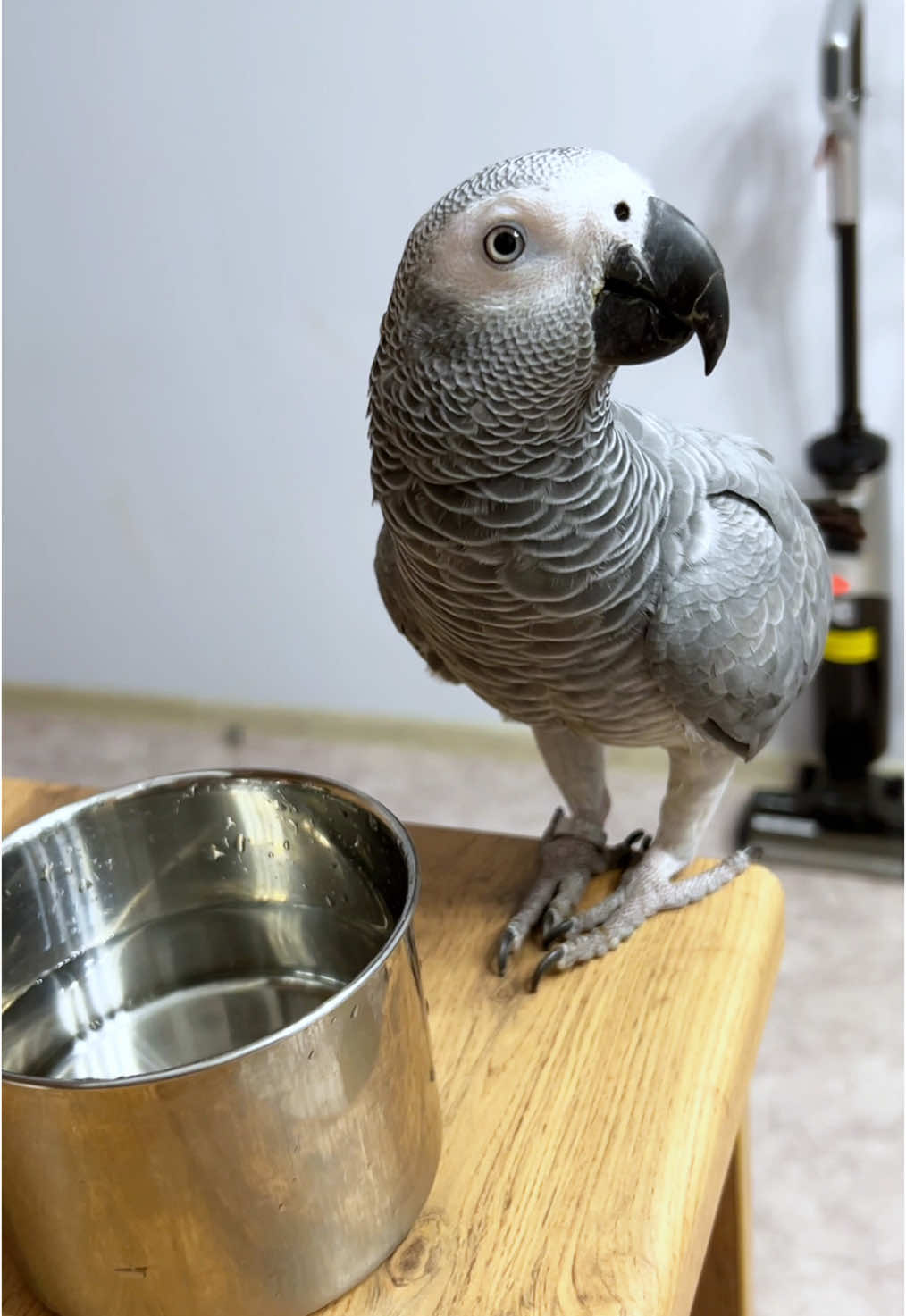 Как мне нравится этот звук 😍💦 #жакомия #говорящийпопугай #врек #africangrey #попугайговорит #жако #жакоговорит #greyafricanparrot 