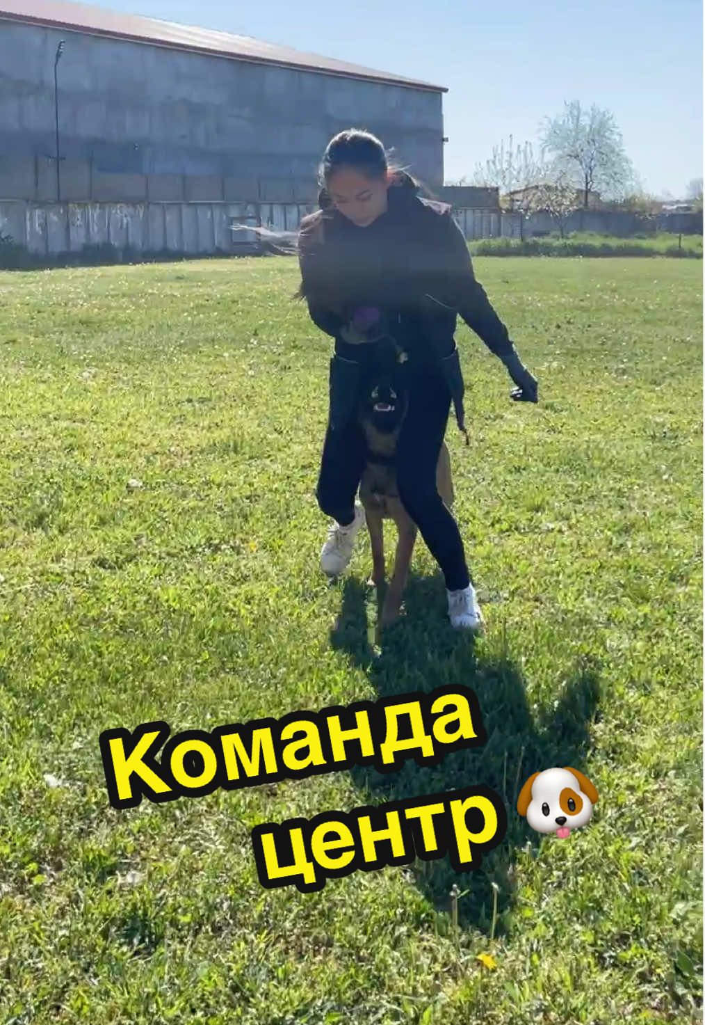 Команда «центр» — это когда собака становится между ногами проводника 🐕‍🦺, обычно лицом вперёд 👣. Такая позиция развивает фокус 🎯, доверие 🤝 и контакт с хозяином. А ещё она круто смотрится в трюках и на улице 🌆! #DogTraining #K9Skills #CenterCommand #DogTricks   #FocusWork #HeelworkToMusic #DogAndHandler #DogObedience   #WorkingDog #K9Training #DogLife #TrickTraining #SmartDog   #BondWithYourDog #TrainingFun #DogRoutine @Кинолог Таня | малинуа Арес 