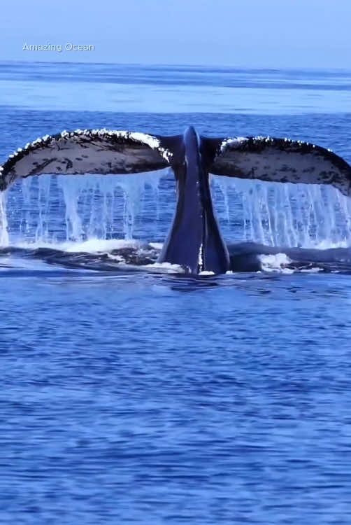 Have you identified which species of whale is in the video? #amazingocean #ocean #whale 