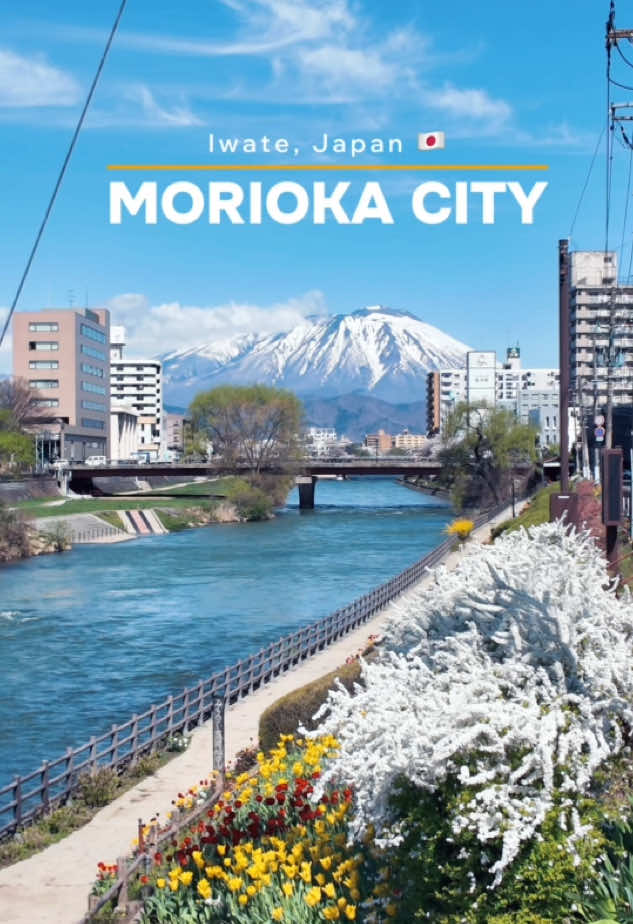 🌷 Spring in Morioka city 🌸 📍 Iwate, Japan 🇯🇵  📷 24 April 2025 #japan #japantravel #morioka #iwate #mountain #iwatesan #mount #kitakami #kitakamiriver #river #tulips #sakura #landscape #spring #cherryblossom #springflowers #springvibes #vacation #ญี่ปุ่น #เที่ยวญี่ปุ่น #เที่ยวญี่ปุ่นด้วยตัวเอง 