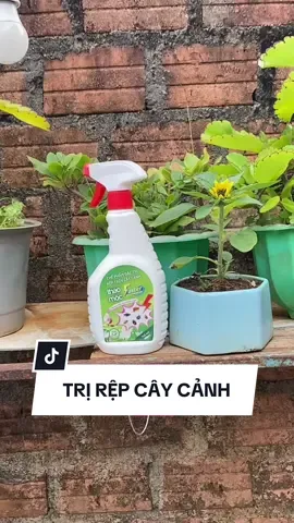 Cách trị rệp trên hoa cây cảnh  #trirep #rệp 