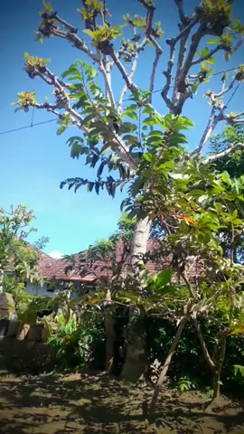 asek #sogon #sogonmania #sogonmaniaindonesia #sogonmaniamalang #hobykicau #kicaumania #kicaumaniaindonesia #kicaumaniajatim #kicaumaniamalang #masukberanda #fyp #fyp #fyp #viraltiktok 