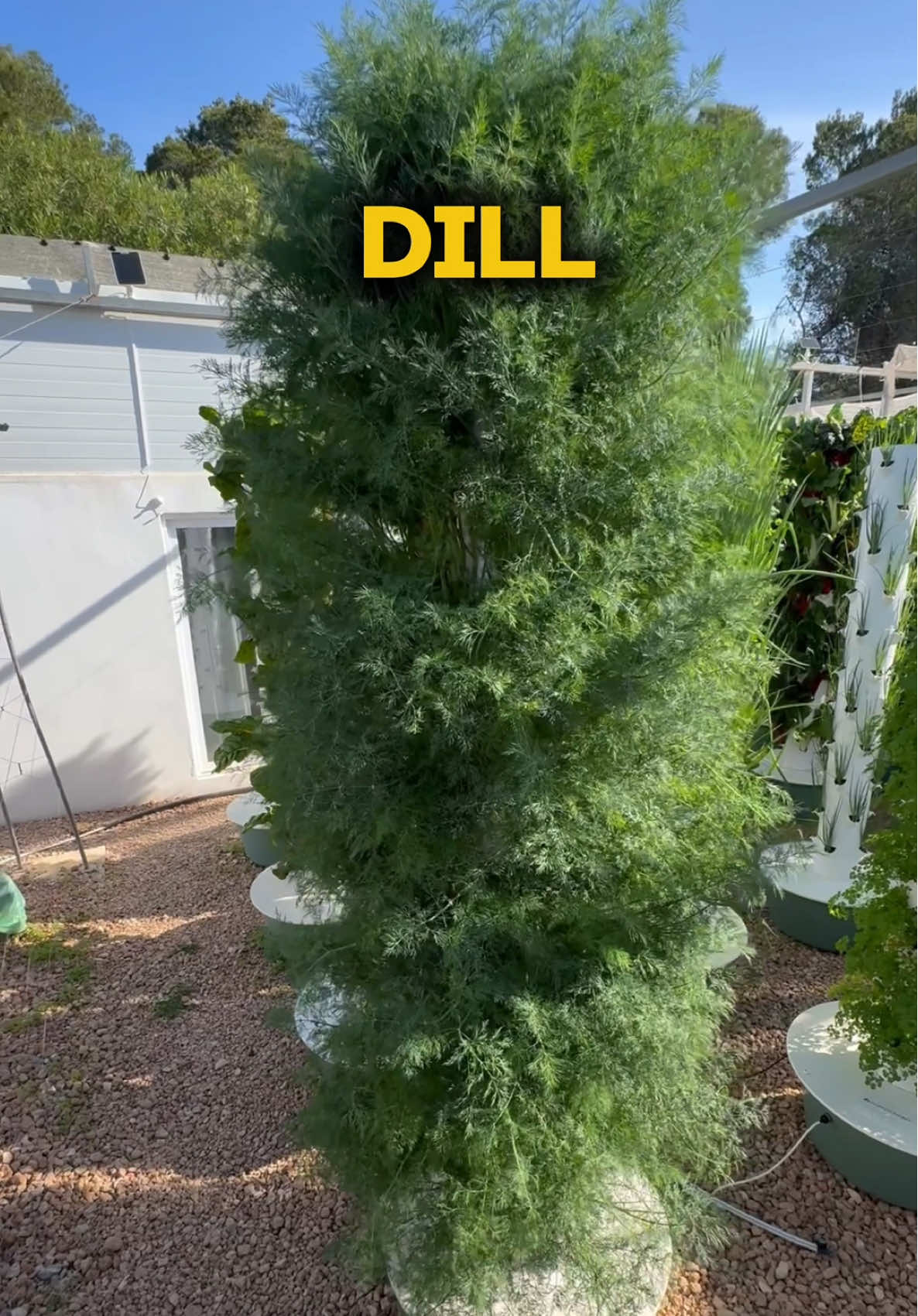 Maximizing dill cultivation by growing up to 450 bunches of dill per aeroponic tower annually. When growing dill on aeroponic towers, we prefer compact varieties such as Teddy or Thalia instead of traditional dill varieties. Traditional dill can easily reach 1 to 1.5 meters (3 to 5 feet) in height, making it impractical for vertical growing systems. Whereas compact varieties stay much smaller, typically reaching only 30 to 50 cm (12 to 20 inches) in height, with a dense and bushy growth habit, making them far better suited for aeroponic towers. We recommend sowing five dill seeds per growing port to maximize yields and optimize space on an aeroponic tower. Once transplanted, the seedlings take approximately six weeks to reach maturity and be ready for harvest. #dill #farming #agriculture #gardening #horticulture #aeroponics #soilless #hydroponics