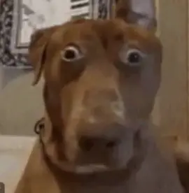 Dog looking around scared af #aimemes #meme #memes #dogmemes #dogs #funnyaimemes #aigenerated #gulagmaster #whatjusthappened credit:kevinmemes