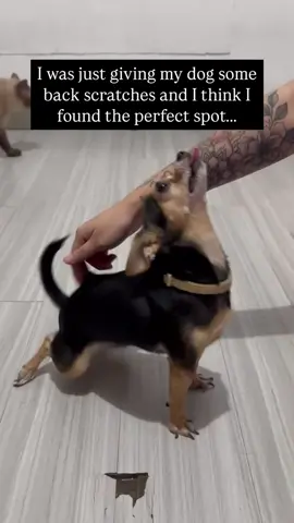 The dog feels comfortable #dog #dogs #funny #funnyvideos #funnytiktok #tiktok #tiktokdog #foryou #funnydog #funnydogvideos #dosoftiktok 